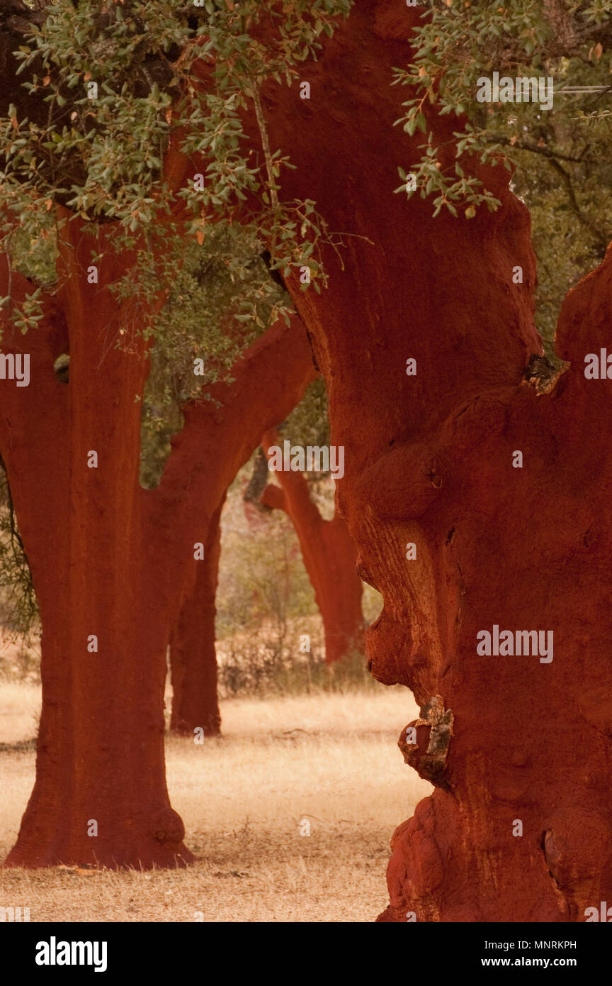 Cork oak after the extraction of the cork, (Quercus suber), Spain Stock