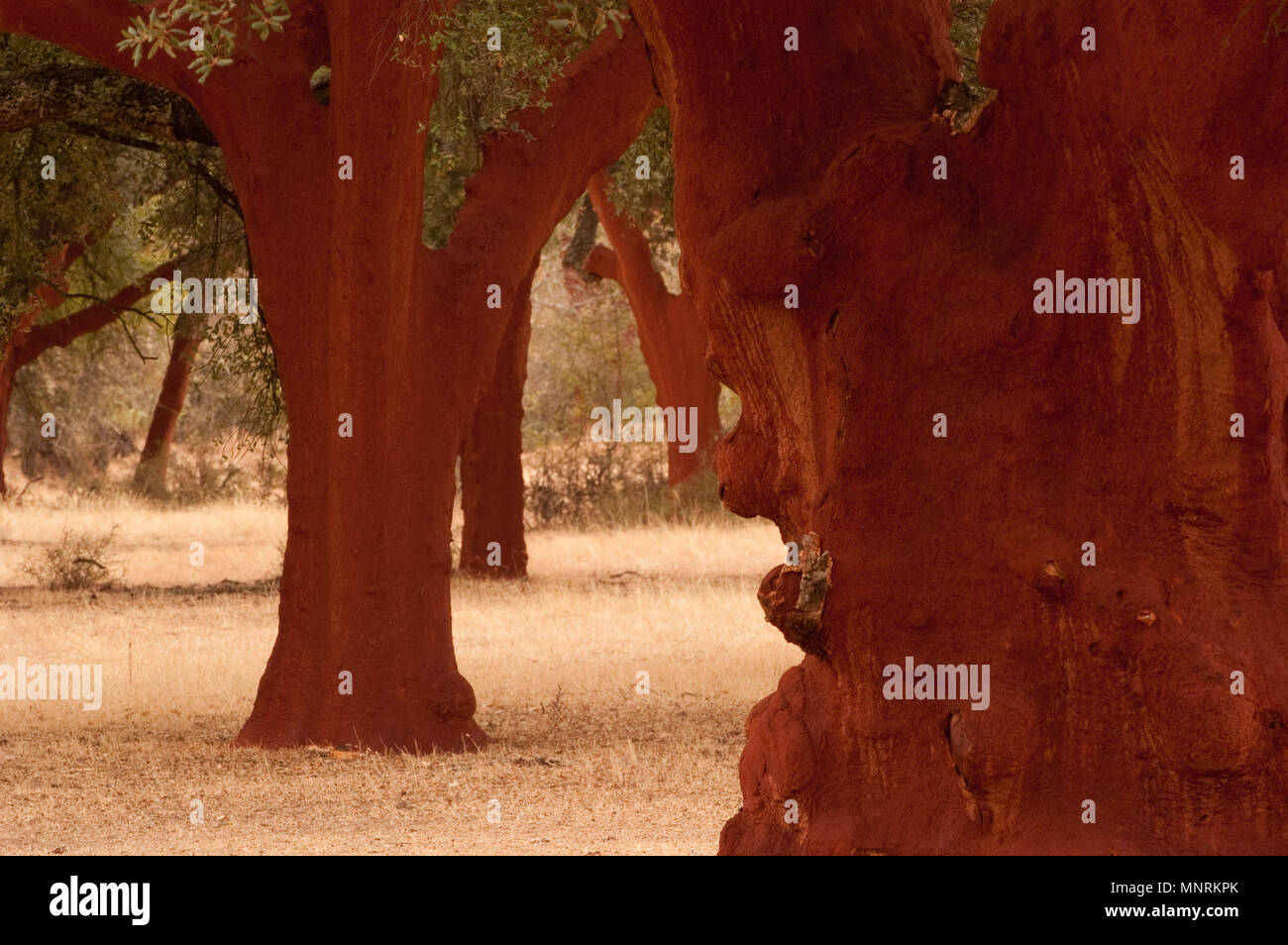 Cork oak after the extraction of the cork, (Quercus suber), Spain Stock