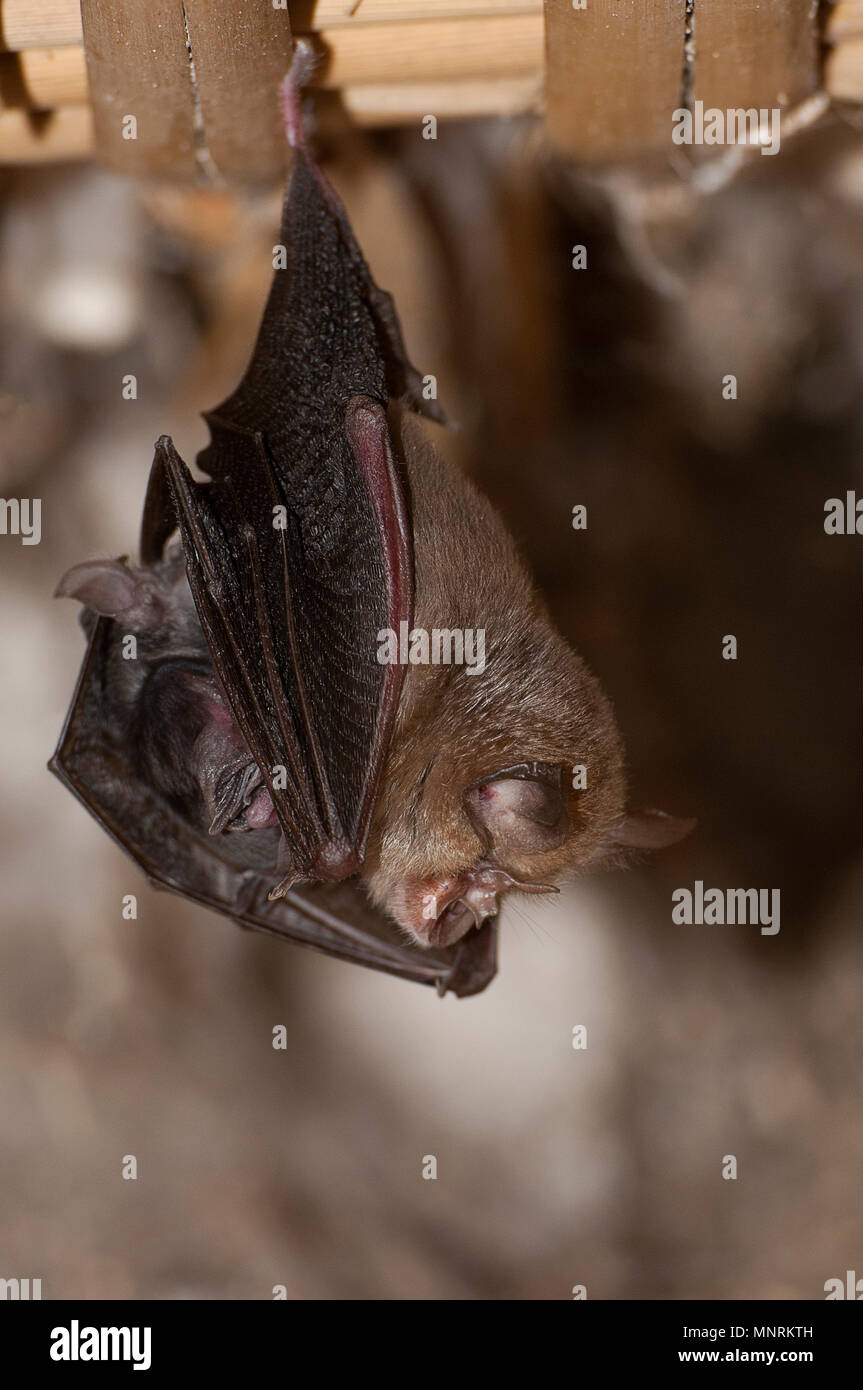 Lesser Horseshoe Bat with its young (Rhinolophus hipposideros), hanging, sleeping inside an old house.Spain Stock Photo