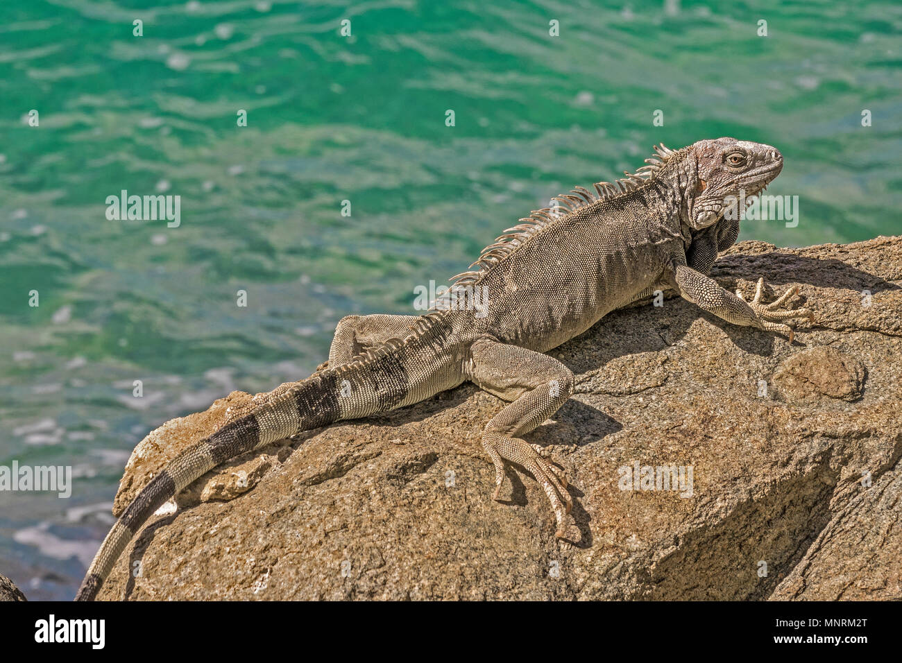 Green iguana  On The Rocks, Oranjestad, Aruba, West Indies Stock Photo
