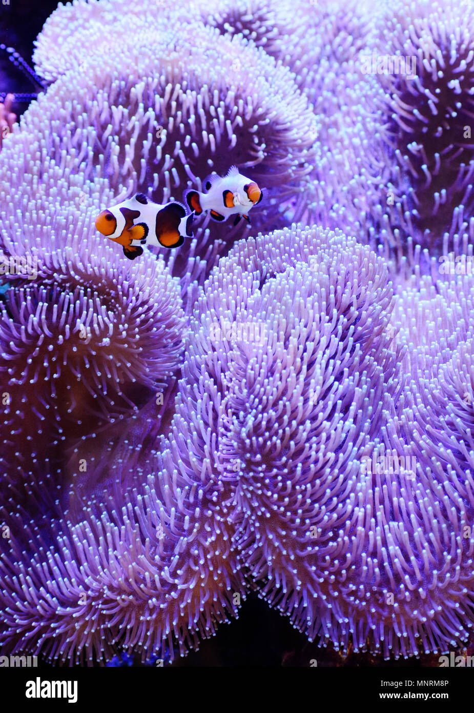 Gladiator and Wyoming White Fancy Clownfish Pair Visiting Lush Toadstool Leather Coral Stock Photo