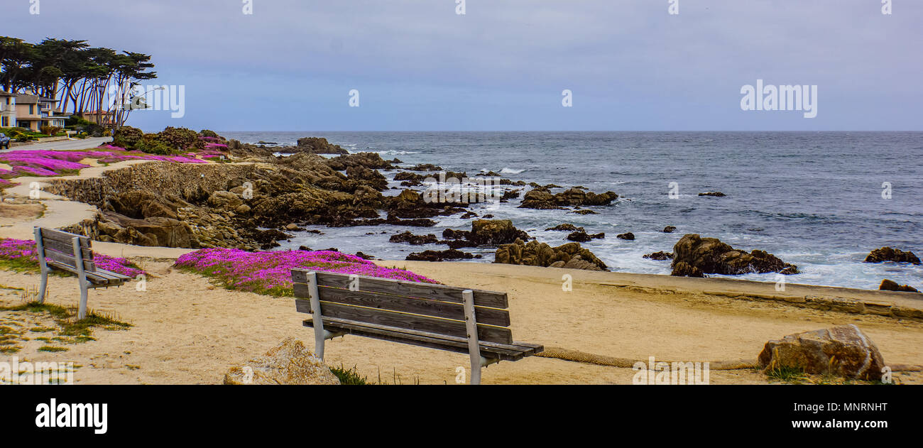 walking path along the Pacific coast in Monterrey with spring pink ice plant flowers in bloom Stock Photo