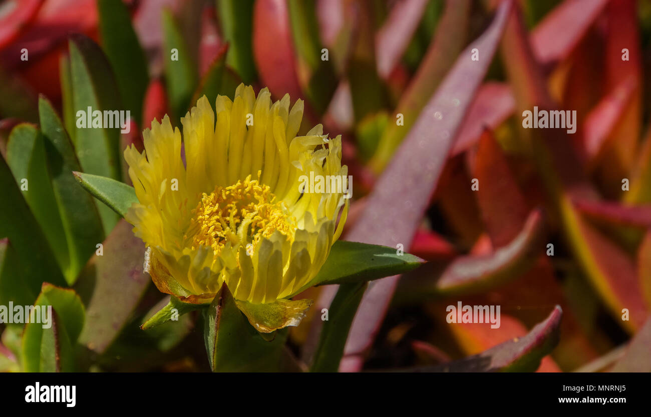 ice plant yellow flower blooming in spring along the California coast with thick succulent green and reddish leaves Stock Photo