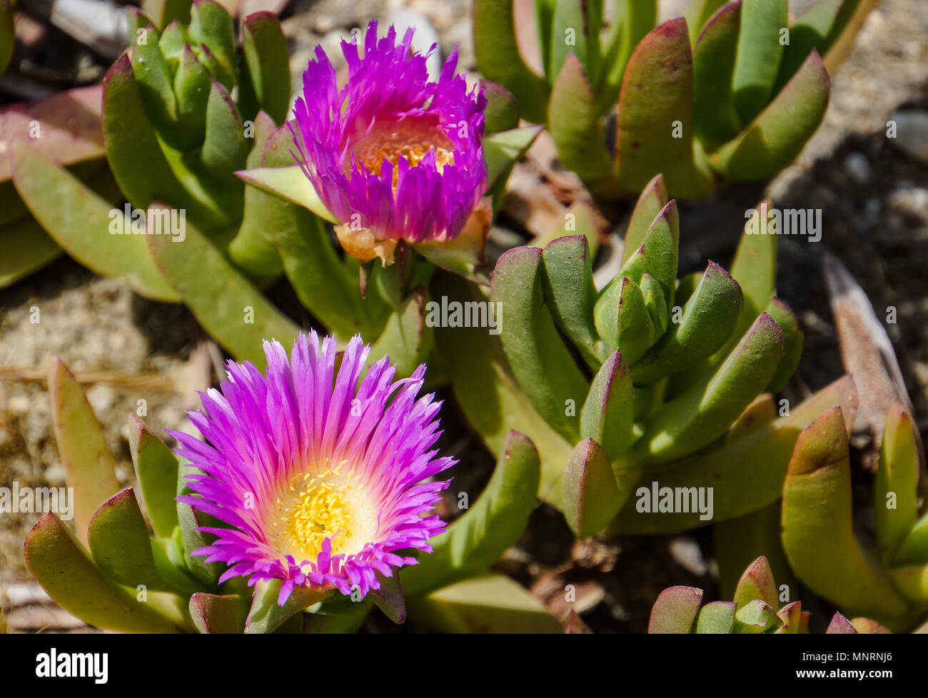 ice plant pink flower blooming in spring along the California coast with thick succulent green leaves Stock Photo