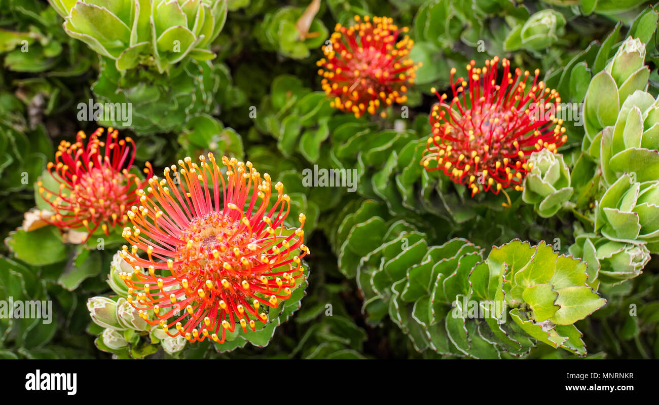 Pincushion plant hires stock photography and images Alamy