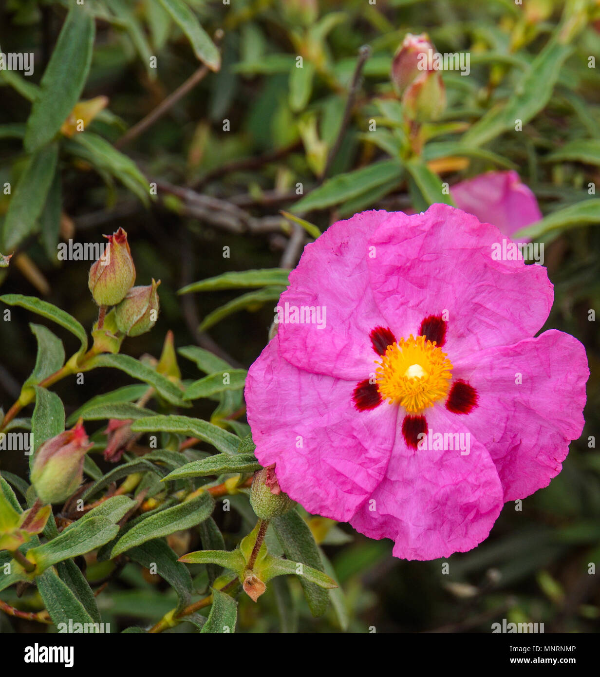 bright pink sun rose with dark center Stock Photo