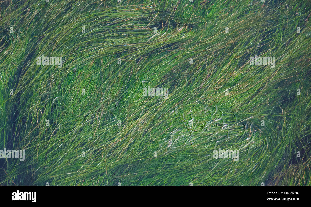sea grass, long strands of a water plant waving gently in ocean bay Stock Photo