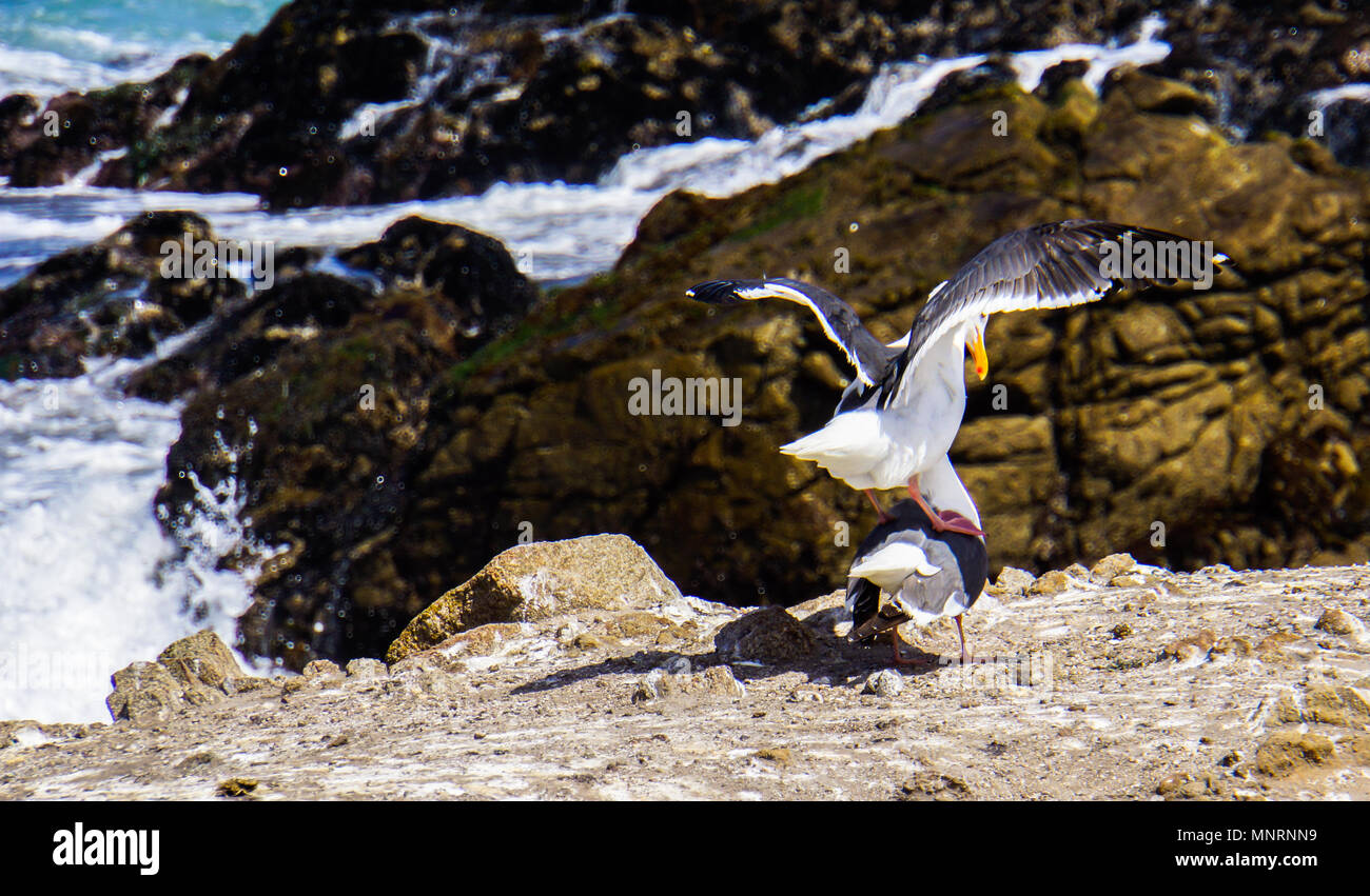 male sea gull standing on the back of a female to signal that they are ready to mate Stock Photo