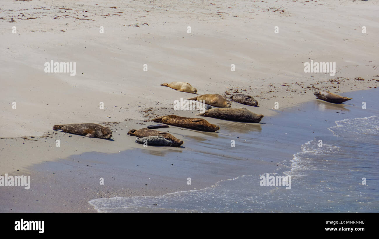 sea lions sun bathing on the beach Stock Photo