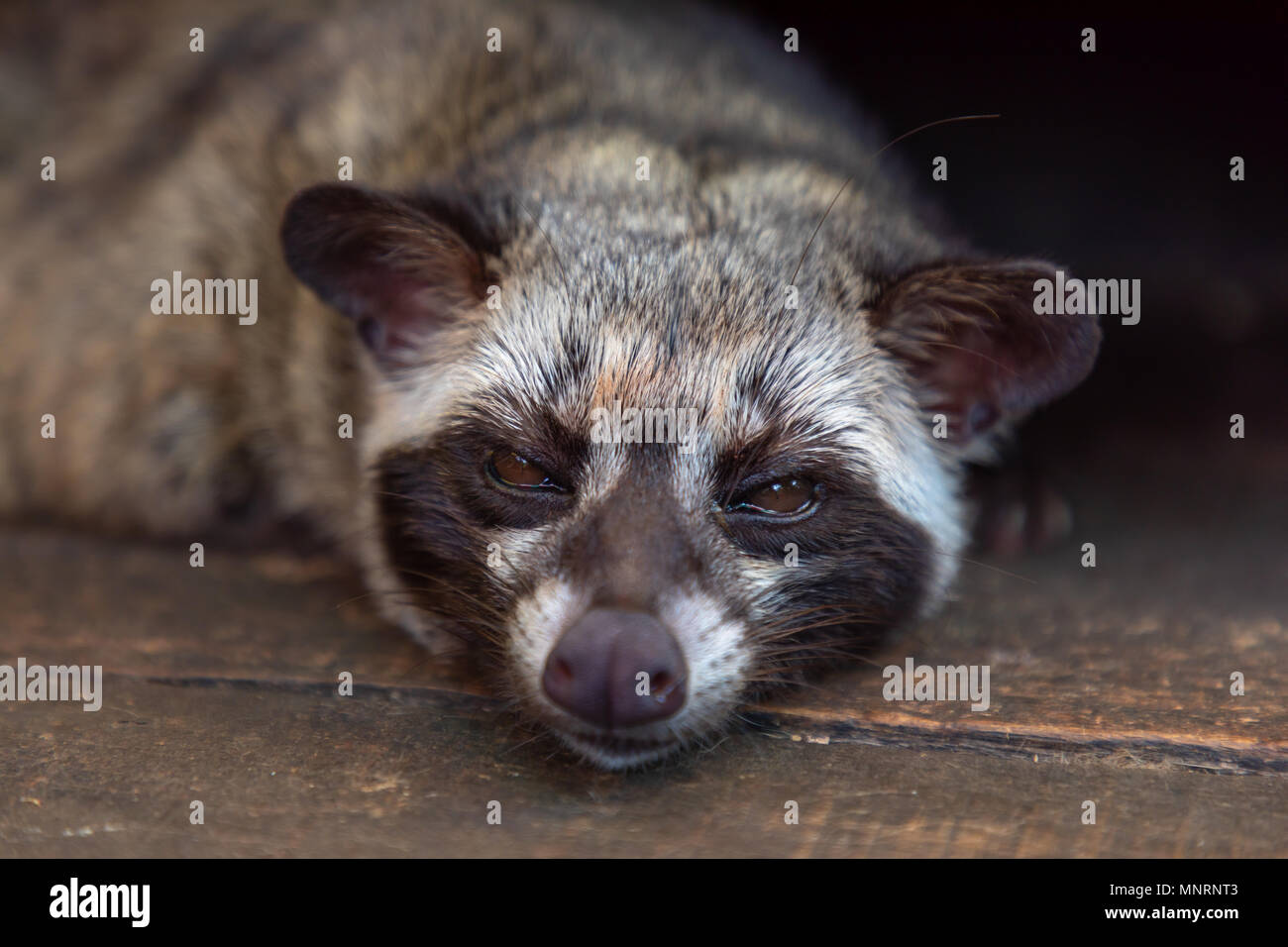 Borobudur Java Indonesia May 03, 2018 The Asian Palm Civet, used in the production of the world's most expensive coffee Stock Photo
