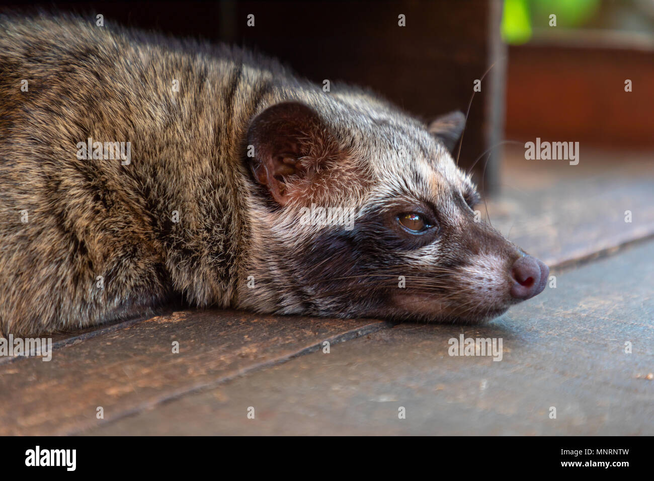 Borobudur Java Indonesia May 03, 2018 The Asian Palm Civet, used in the production of the world's most expensive coffee Stock Photo