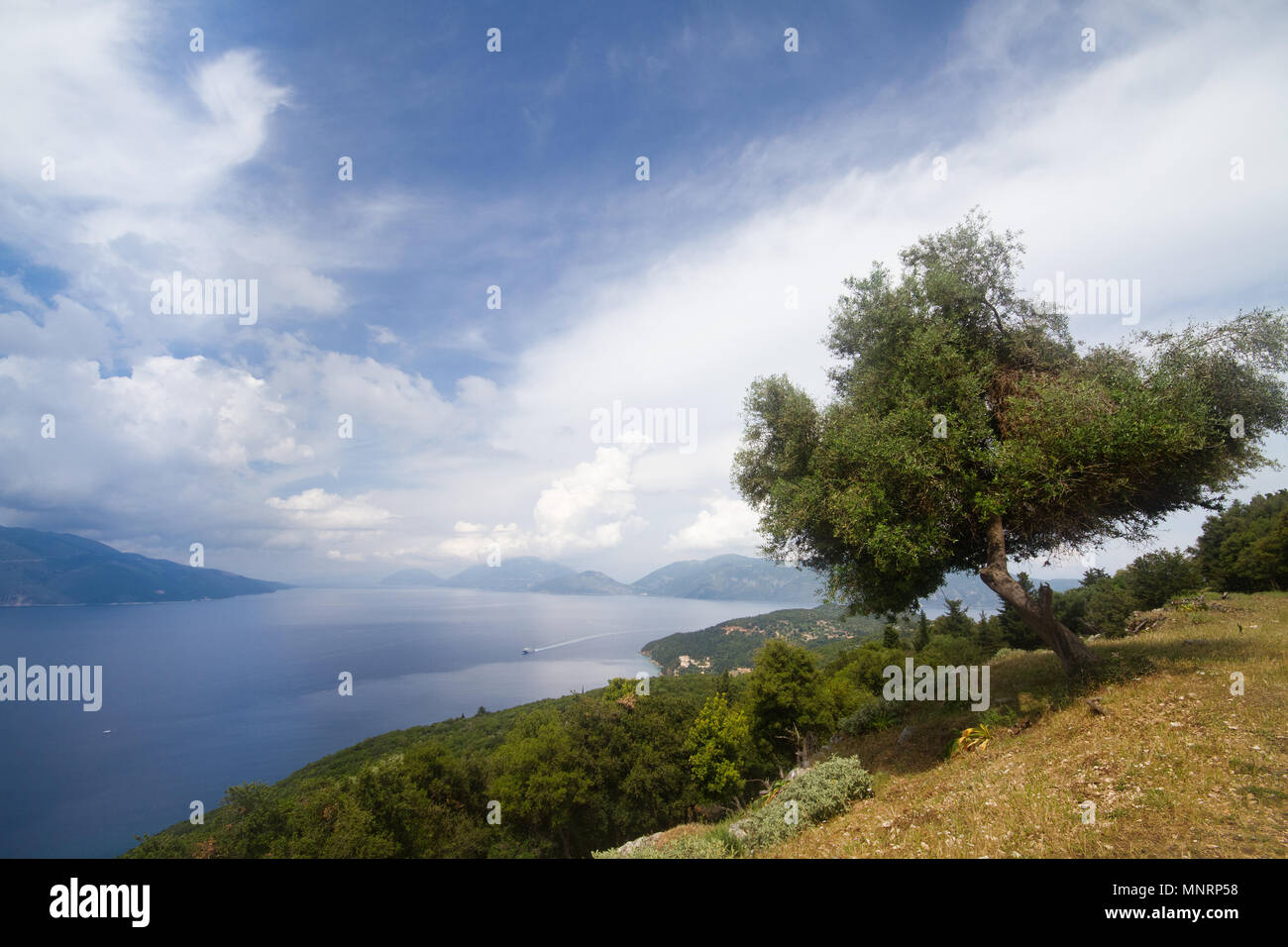 Olive tree in beautiful landscape on the Greek island Cephalonia, near Sami, view on Ionic sea and Ithaka Stock Photo