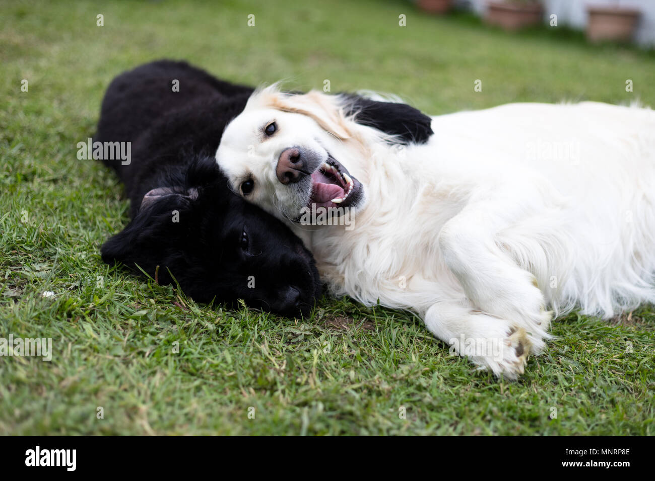Purebred black newfoundland puppy playing with a white golden retriever  adult dog Stock Photo - Alamy