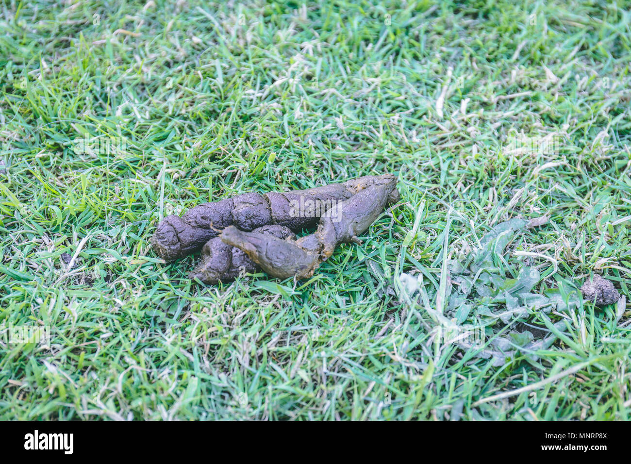 Dog feces lying on the green lawn Stock Photo Alamy