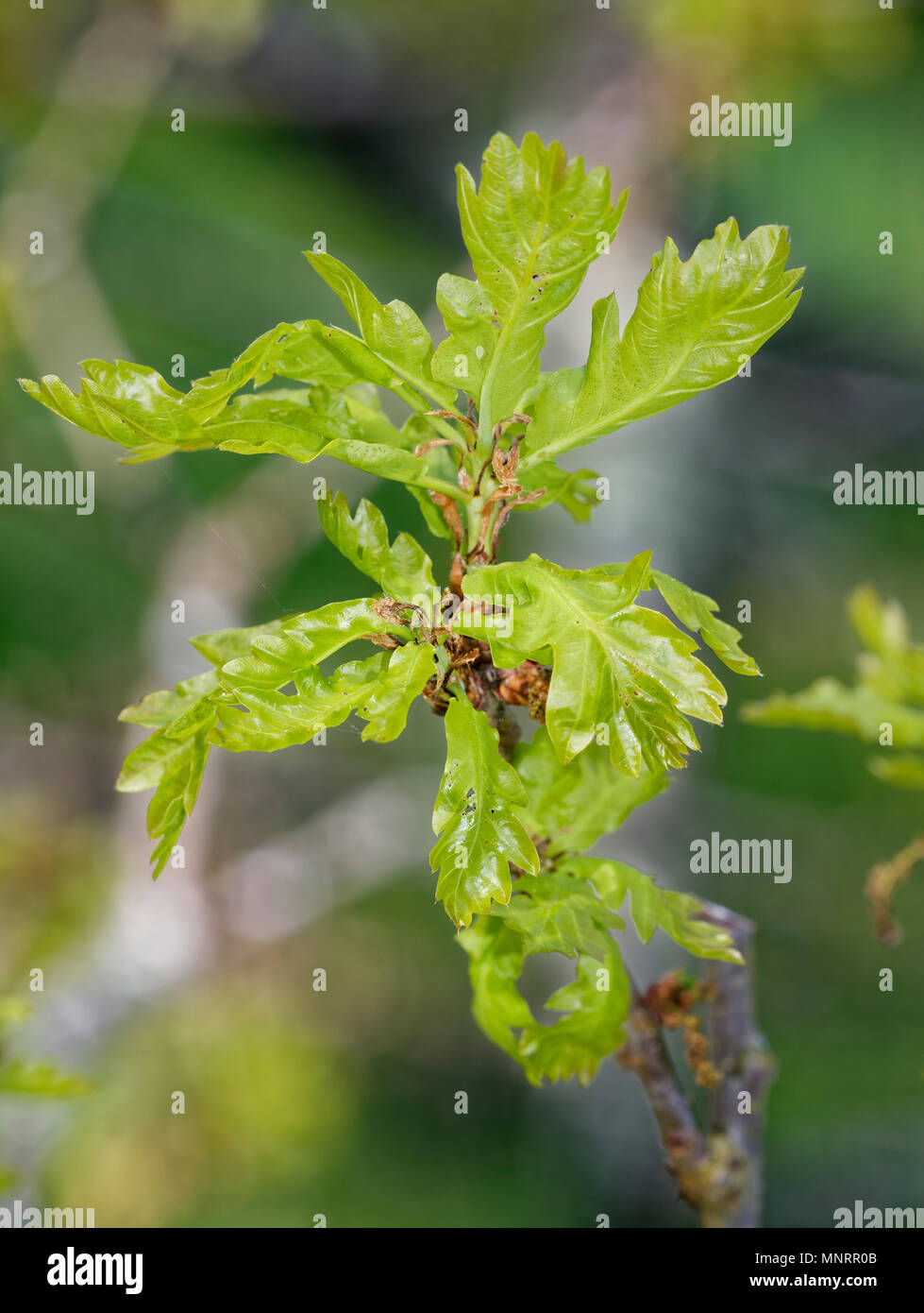 Pedunculate English Oak - Quercus robur New leaves with Catkins Stock Photo