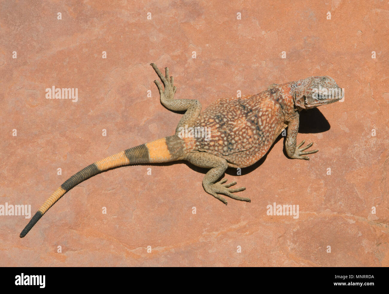 Common Chuckwalla (Sauromalus ater) on sandstone, Valley of Fire State Park, Nevada Stock Photo