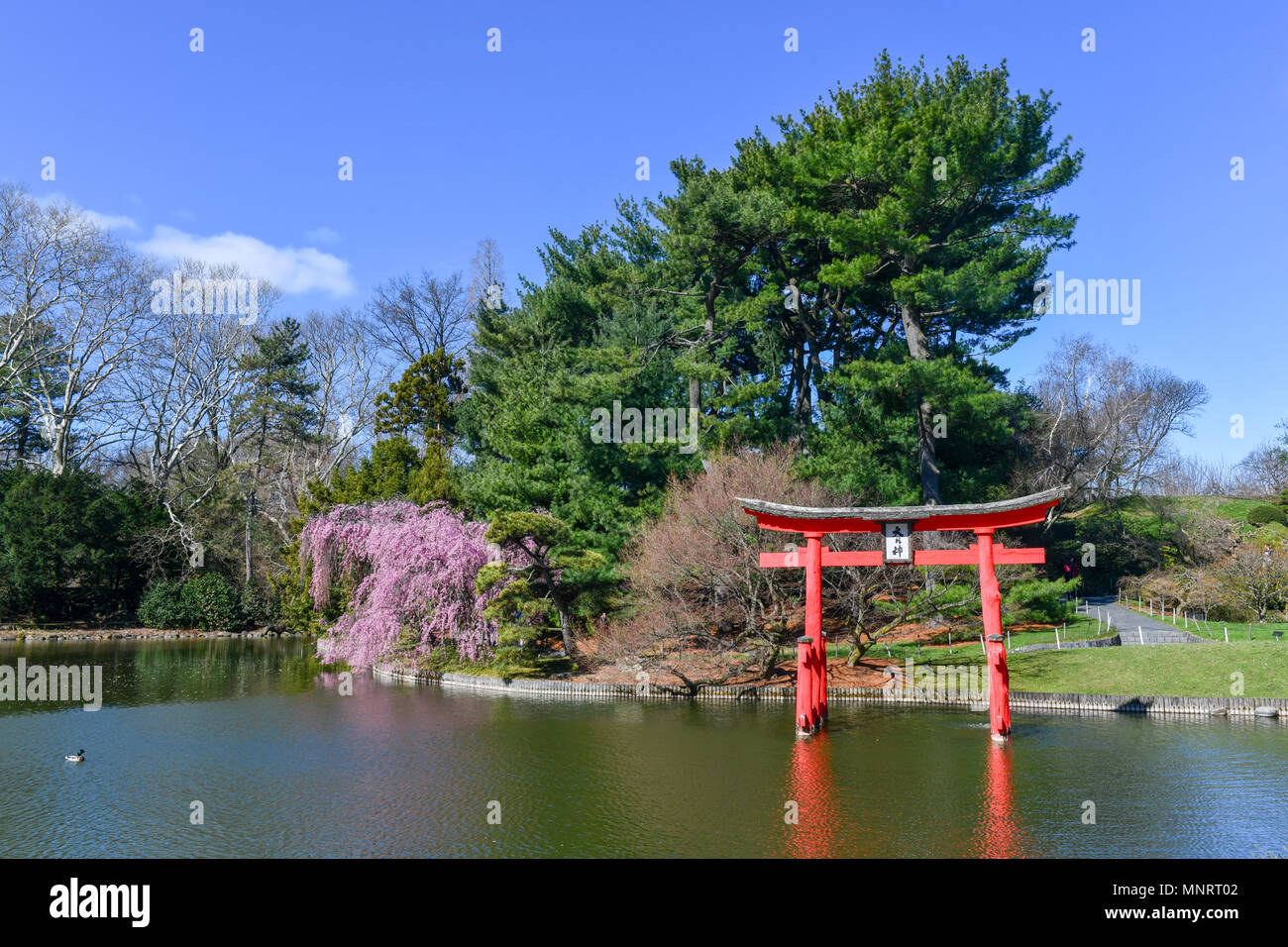 Japanese Garden In The Brooklyn Botanic Garden New York City