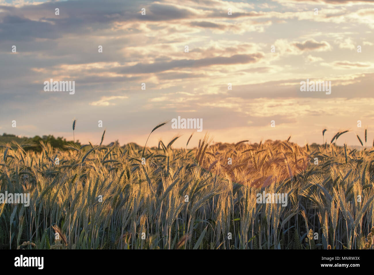 Wheat ears under the sunshine. Sun shining through ripe wheat. Stock Photo