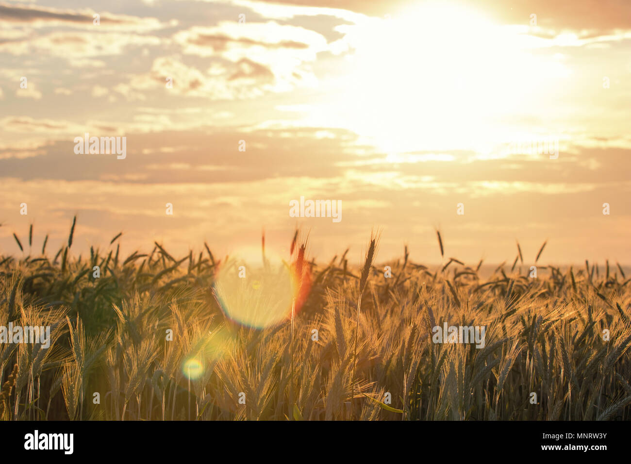 Wheat ears under the sunshine. Sun shining through ripe wheat. Stock Photo