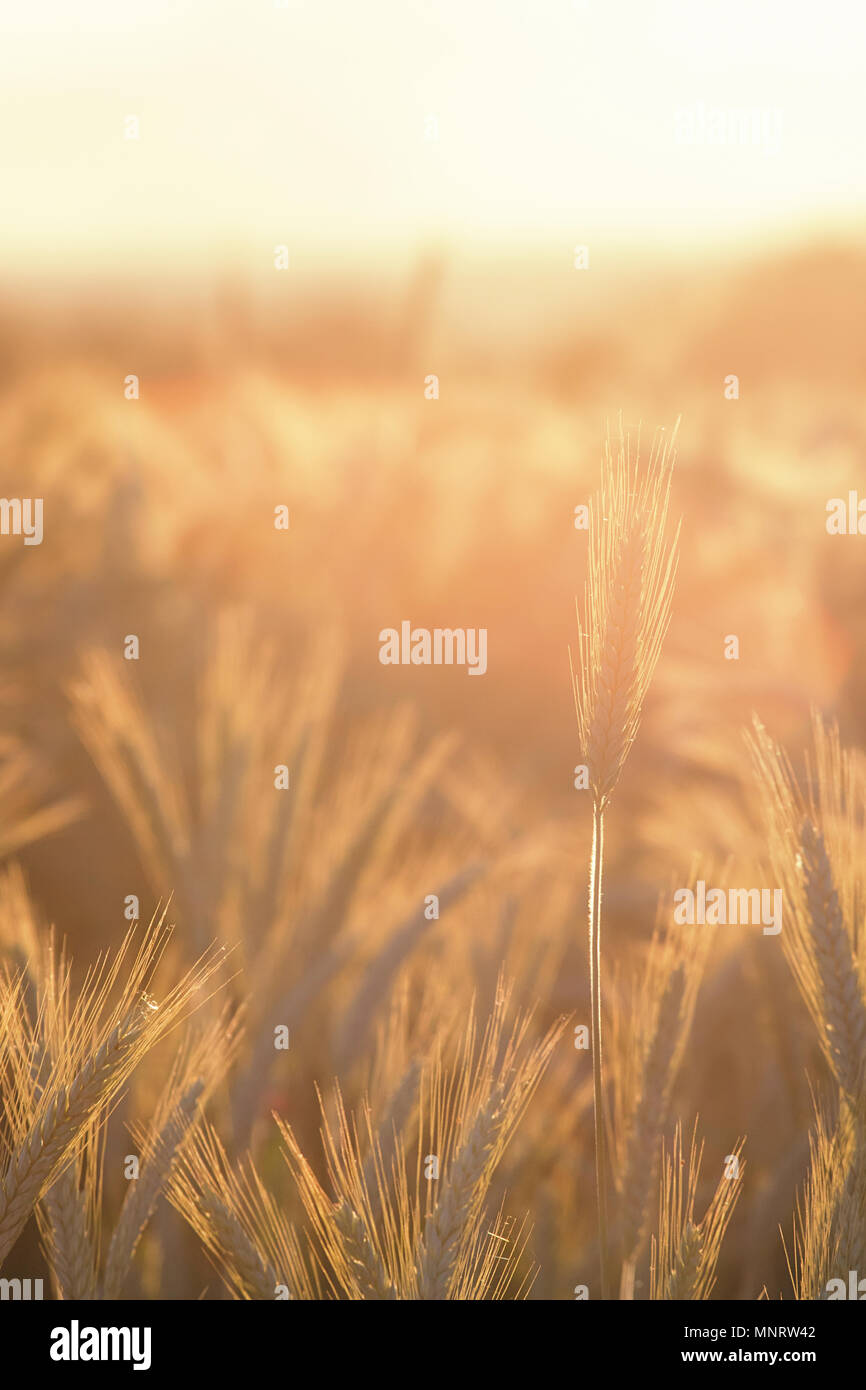 Wheat ears under the sunshine. Sun shining through ripe wheat. Stock Photo