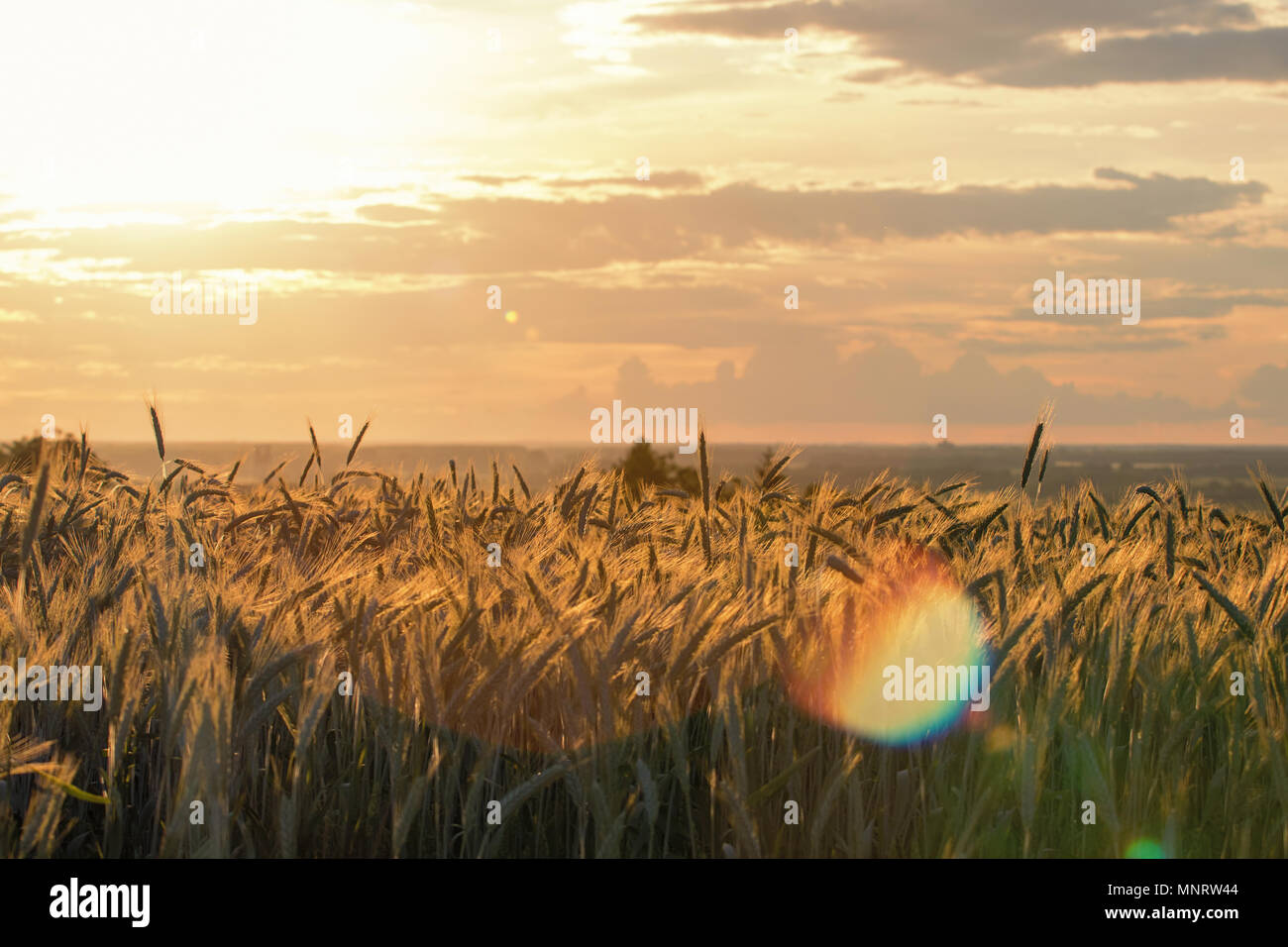 Wheat ears under the sunshine. Sun shining through ripe wheat. Stock Photo