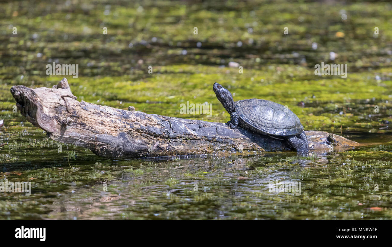 European pond turtle (Emys orbicularis Stock Photo Alamy