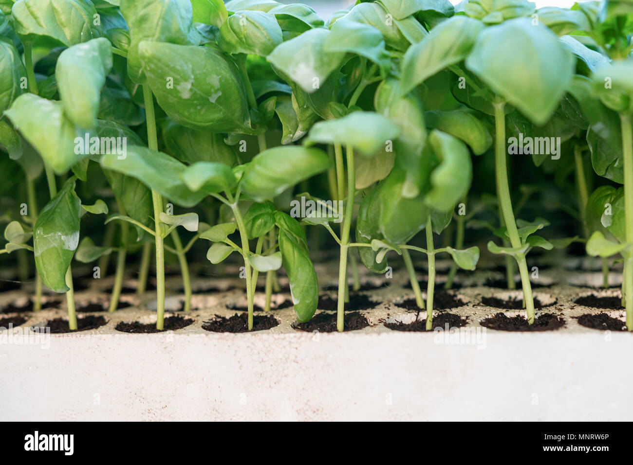 Basil seedlings, green seedlings aromatic herb, gardening Stock Photo