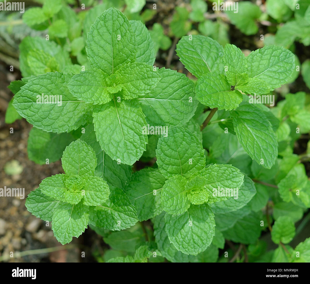 Growing mint leaves Stock Photo Alamy