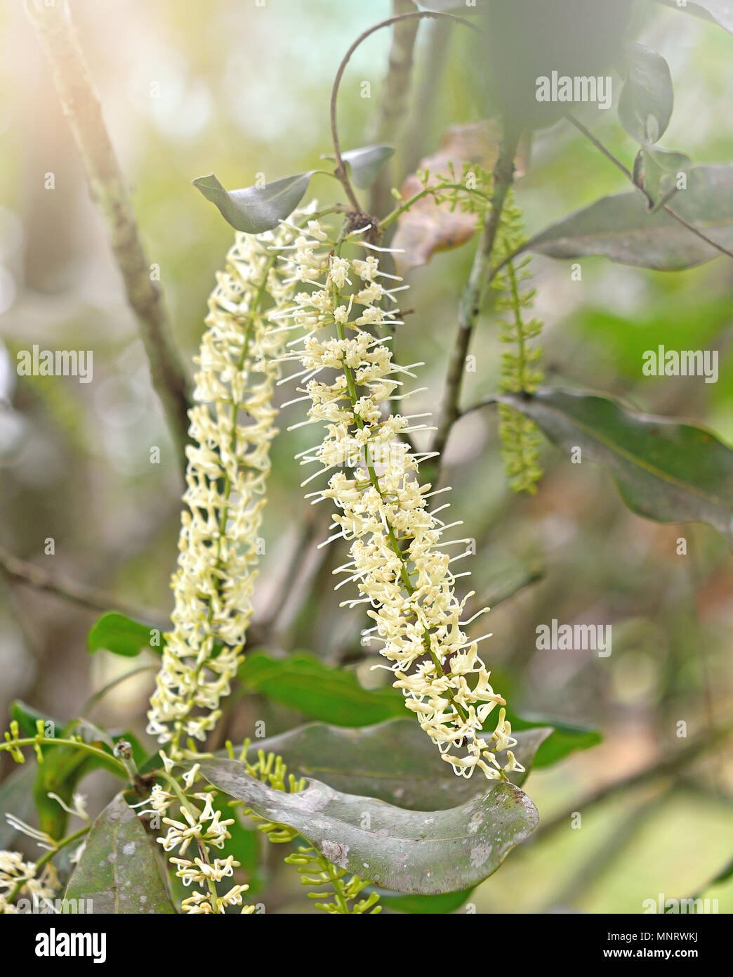 macadamia Flowers Stock Photo