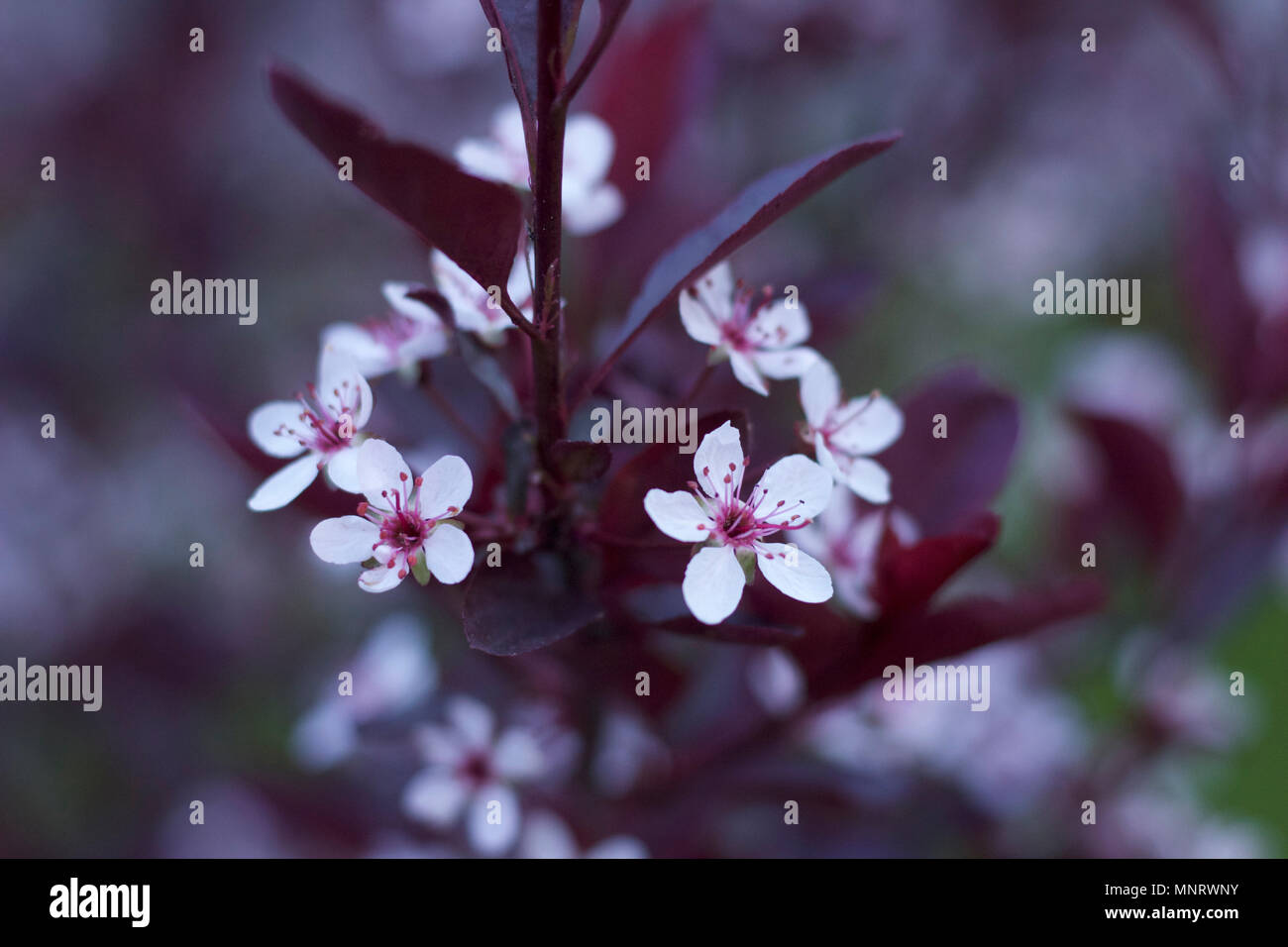 Heidi Horticulture Black Scale On Purple Leaf Sand Cherry Prunus