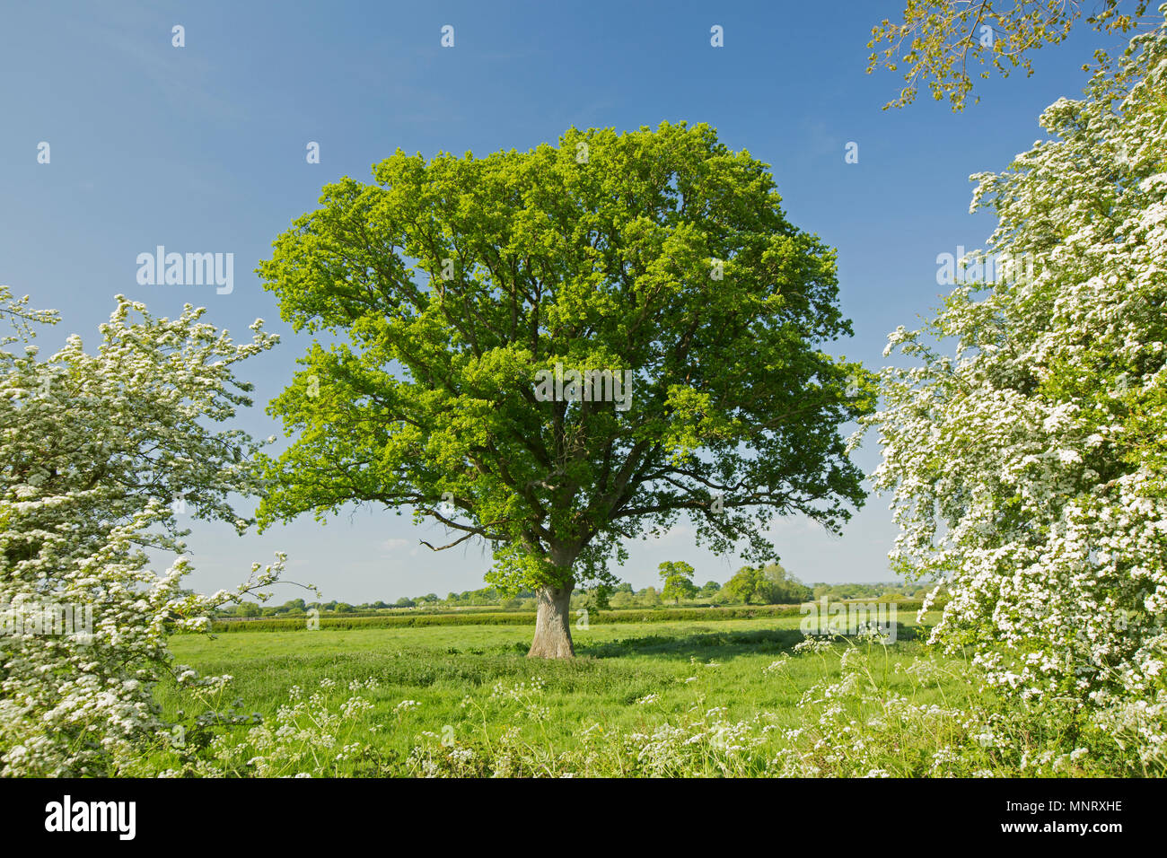 Hawthorn trees hires stock photography and images Alamy