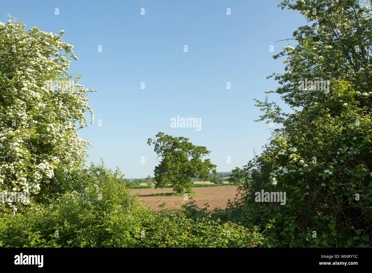 An oak tree flanked by flowering hawthorn trees viewed from the  Dorset Trailway near Fiddleford Mill not far from Sturminster Newton. The Dorset Trai Stock Photo