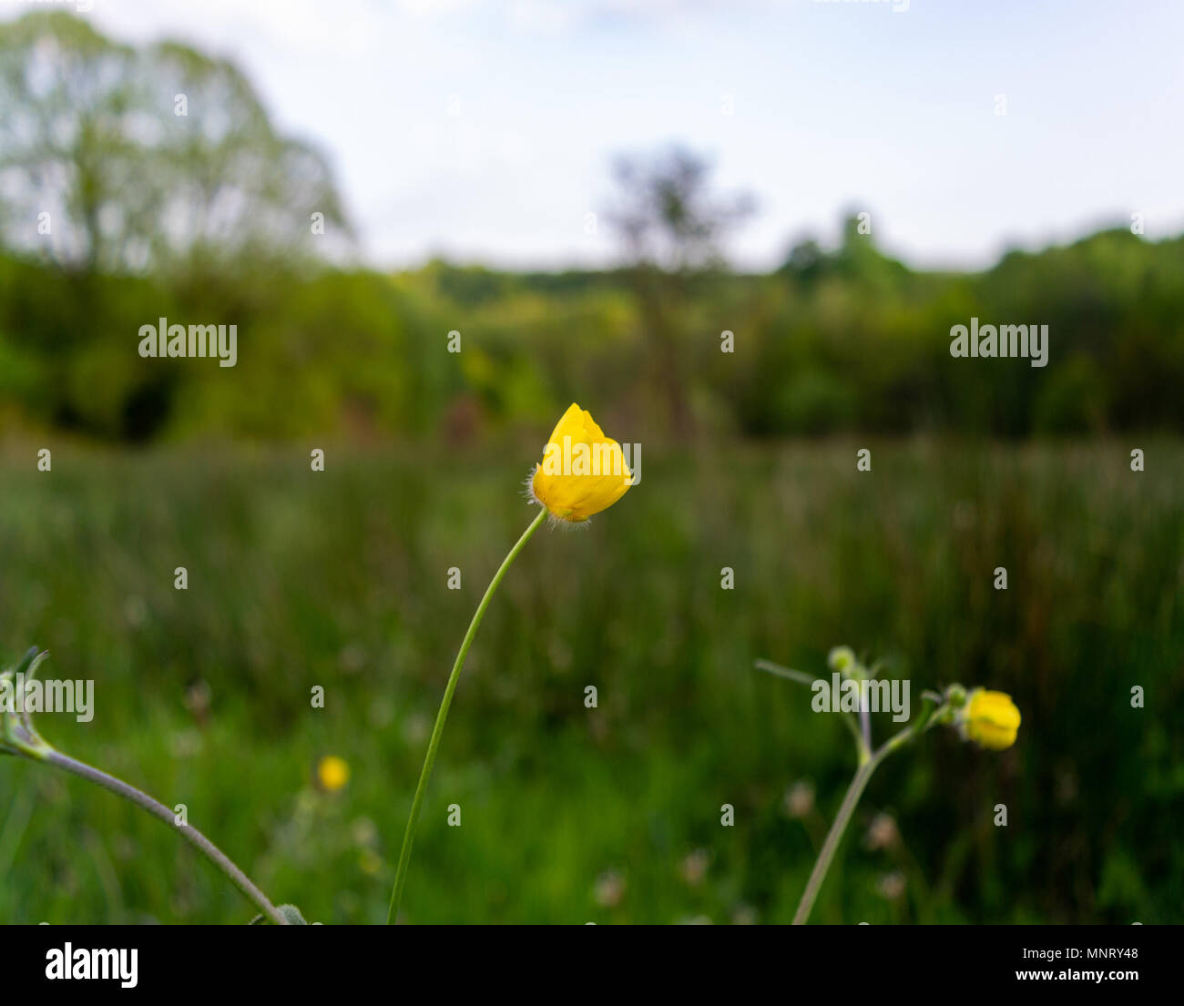 Delicate buttercup in a field near Belfast Stock Photo