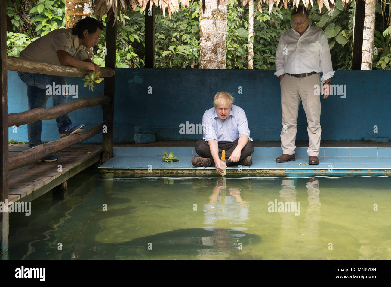 Manatee amazon feed hi-res stock photography and images - Alamy