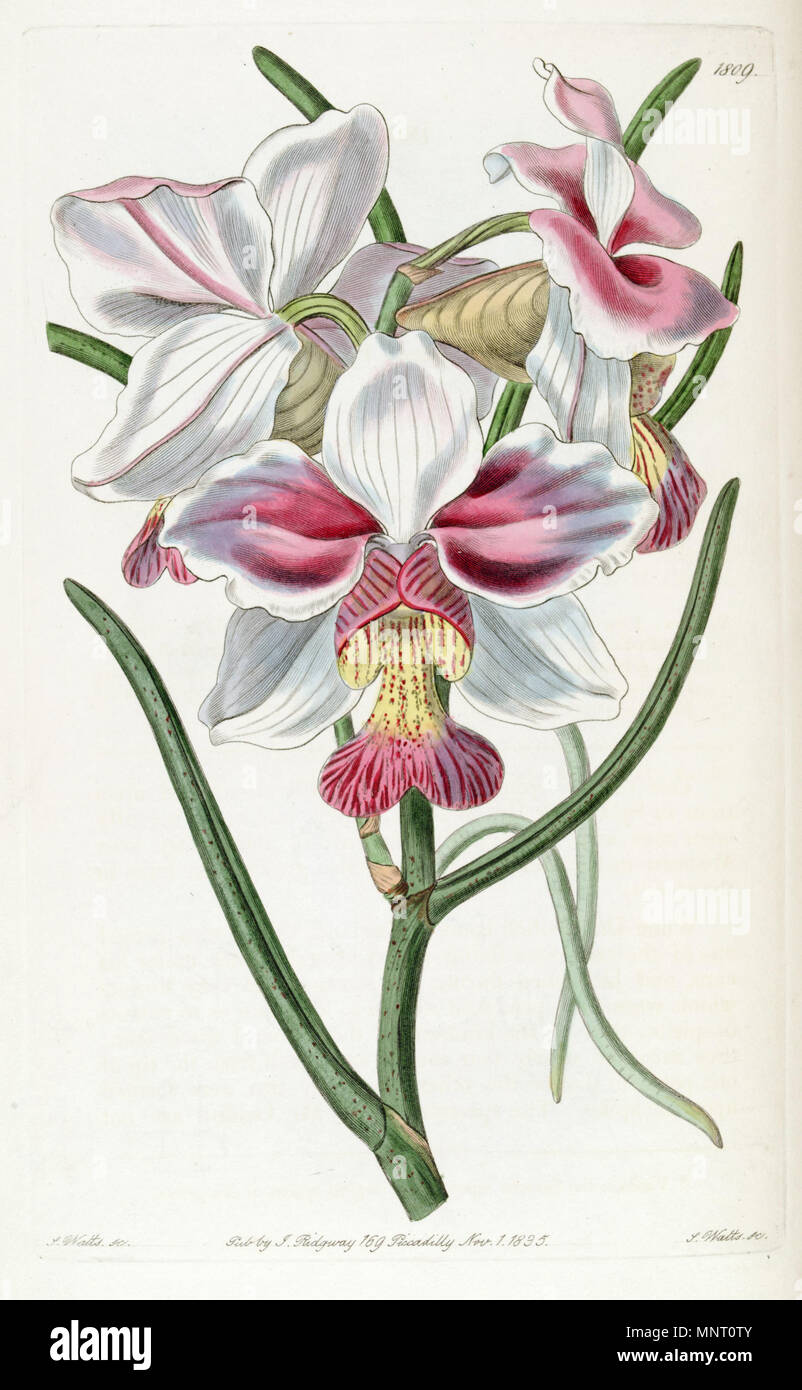  Papilionanthe Teres as Syn Vanda Teres 1836 J Watts Sc 959