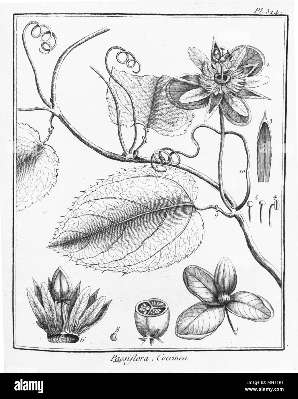 . Passiflora coccinea . 1775. Aublet 963 Passiflora coccinea Aubl., Hist. Pl. Guiane 2. t. 324. 1775 Stock Photo