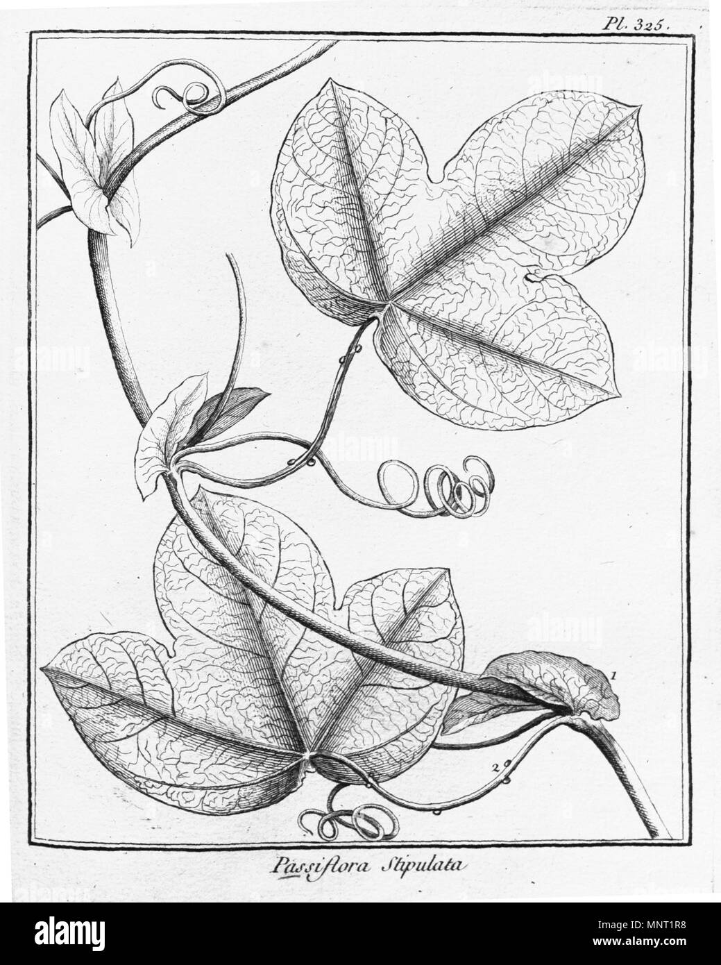 . Passiflora stipulata . 1775. Aublet 963 Passiflora stipulata, Hist. Pl. Guiane 4.t. 325. 1775 Stock Photo