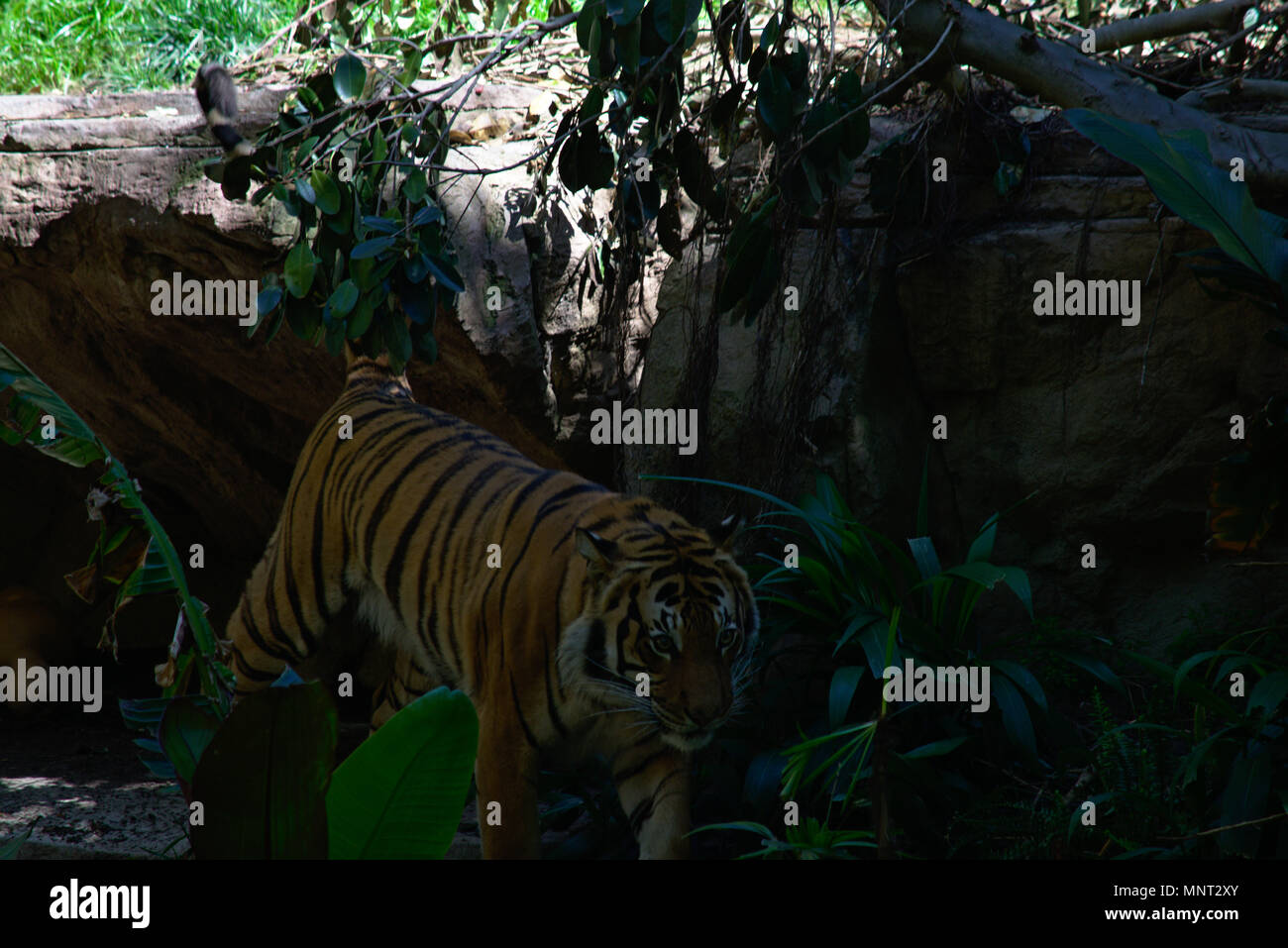 Tiger at San Diego Zoo Stock Photo - Alamy