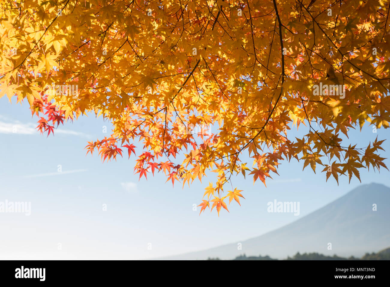 Colorful orange fall maple leaves against blue sky Stock Photo - Alamy