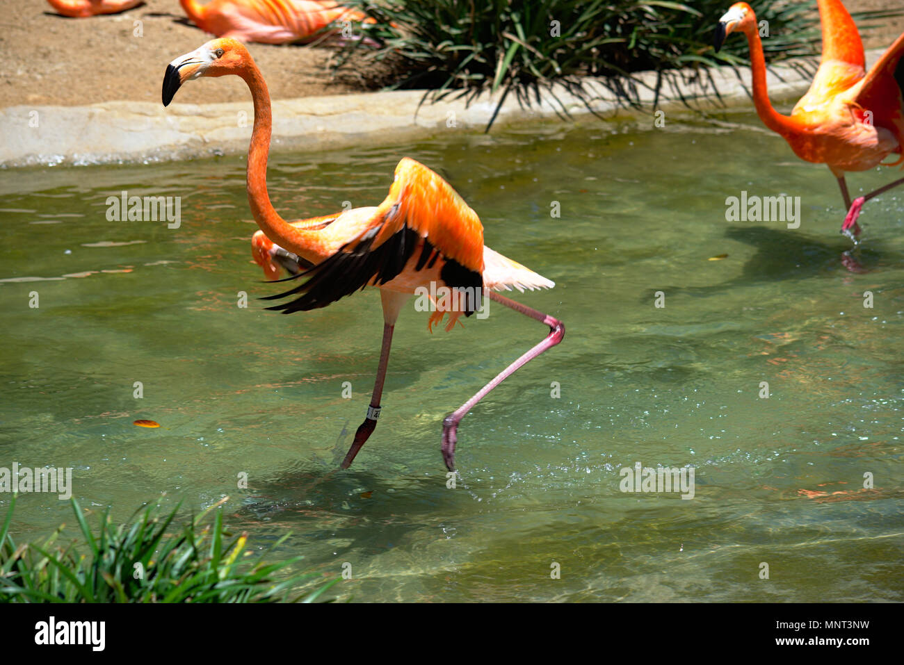 Flamingo at San Diego Zoo Stock Photo