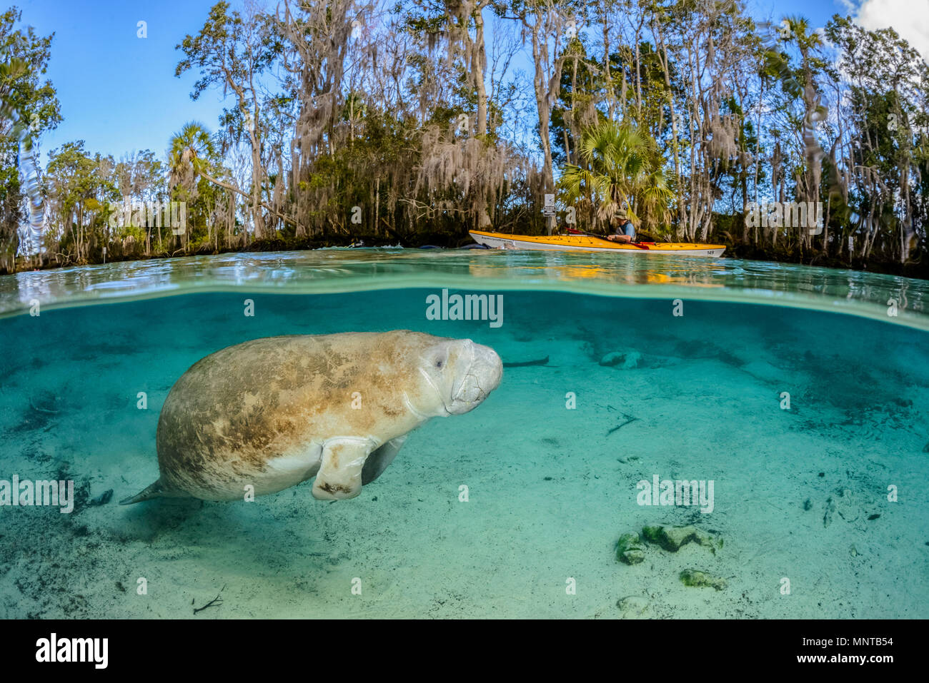 Florida manatee, Trichechus manatus latirostris, a subspecies of West Indian manatee, and kayaker, Three Sisters Springs, Crystal River National Wildl Stock Photo