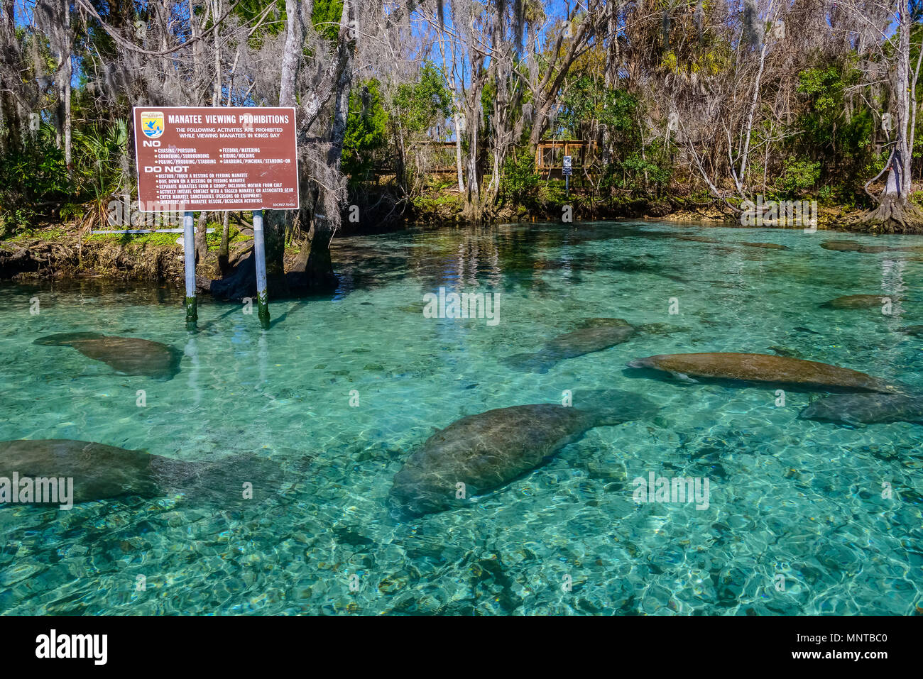 Florida manatee, Trichechus manatus latirostris, a subspecies of West Indian manatee, sign, Three Sisters Springs, Crystal River National Wildlife Ref Stock Photo