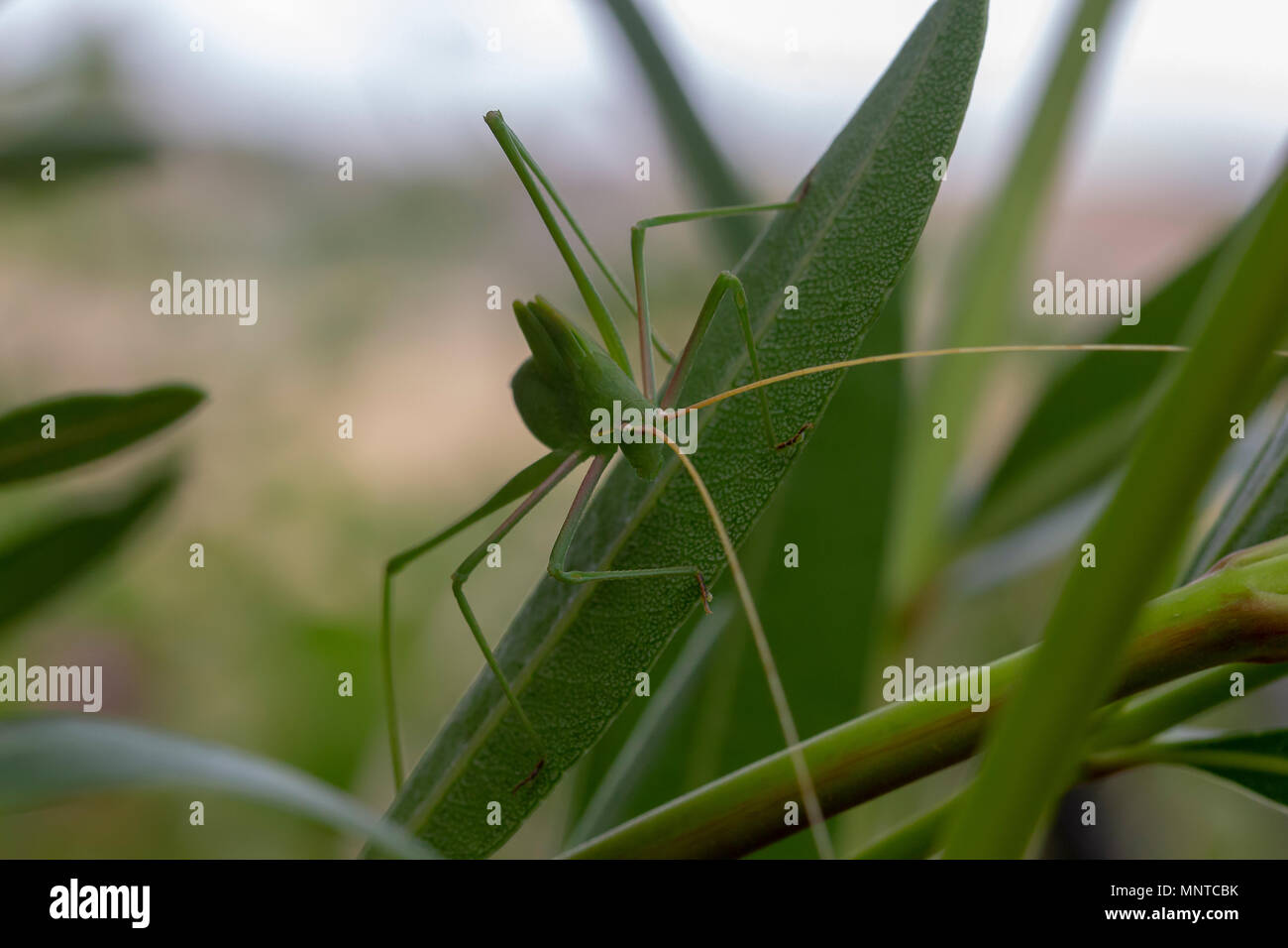plump bush cricket in the wild walking on a bush in cyprus during may. Stock Photo