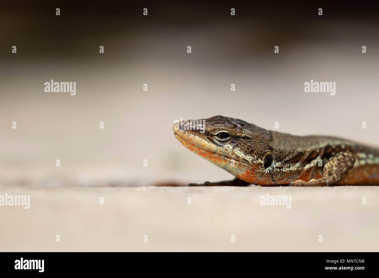 Troodos Lizard, Phoenicolacerta troodica, resting on the ground and on a branch in a garden on cyprus during may. Stock Photo