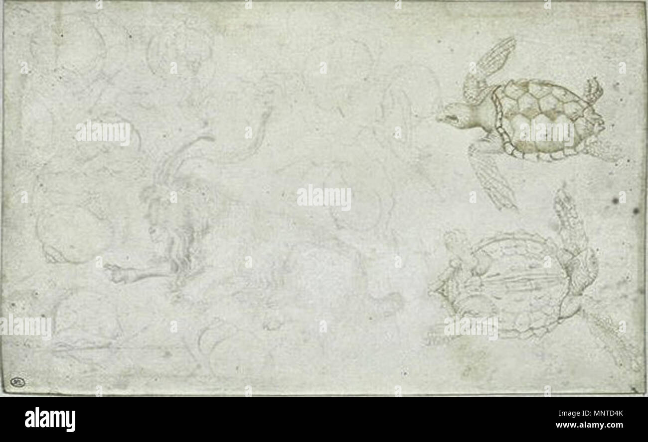 Français : Un bouc. Dix études d'un escargot. Deux études d'une tortue d'eau   15th century.   1005 Pisanello - Codex Vallardi 2412 Stock Photo