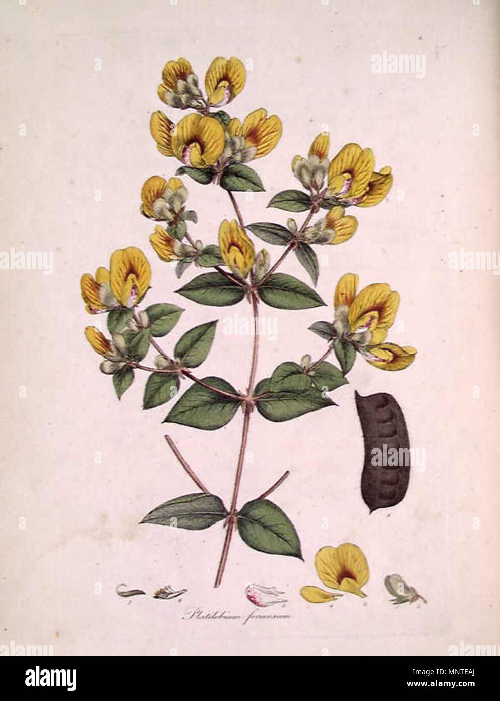 . This is an image of a print of a hand coloured engraving by James Sowerby (1757-1822), based on drawing nominally by John White but probably by the convict artist Thomas Watling. It appeared as Tab. IV in James Edward Smith's 1793 A Specimen of the Botany of New Holland. The plant depicted is Platylobium formosum (Common Name). The accompanying text explains the figure [will follow here]  . 1793. James Sowerby 1010 Platylobium formosum (Sowerby) Stock Photo