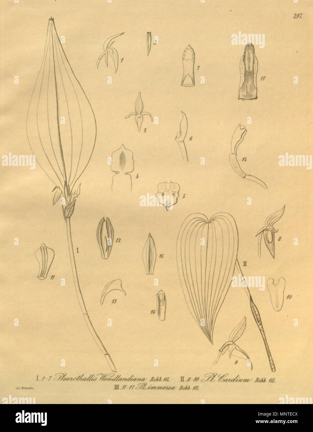 . Illustration of I, 1-7. Pleurothallis chloroleuca (as syn. Pleurothallis wendlandiana II, 8-10 Pleurothallis bivalvis (as syn. Pleurothallis cardium III, 11-17 Stelis immersa (as syn. Pleurothallis immersa . 1900. Friedrich Wilhelm Ludwig Kränzlin (1847-1934) and   Heinrich Gustav Reichenbach  (1824–1889)      Alternative names Rchb.f.  Description German-Saxon botanist, pteridologist, ornithologist and university teacher  Date of birth/death 3 January 1824 6 May 1889  Location of birth/death Dresden Hamburg  Work location Leipzig  Authority control  : Q62820 VIAF: 77066171 ISNI: 0000 0000 8 Stock Photo