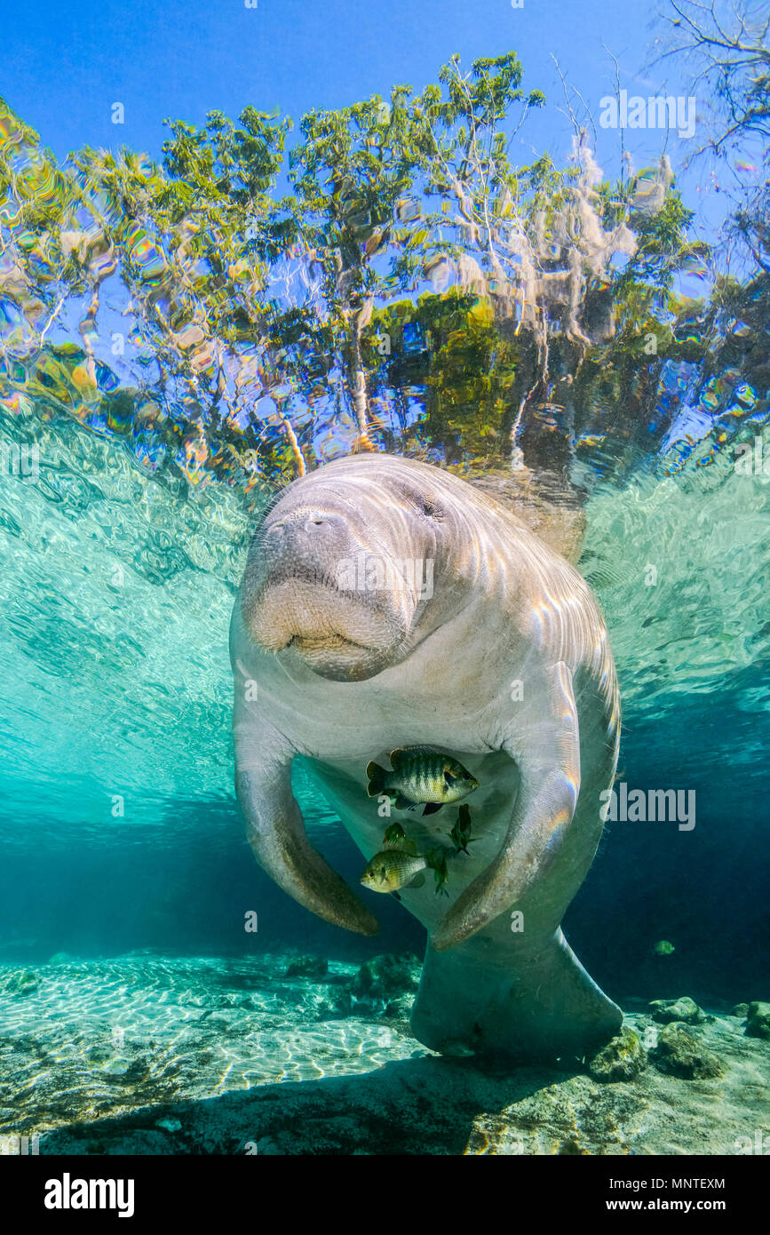 Florida manatee, Trichechus manatus latirostris, a subspecies of West Indian manatee, and bluegill, Lepomis macrochirus, sheltering under the manatee, Stock Photo