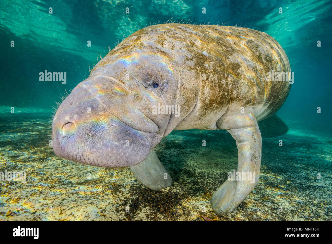 Florida manatee, Trichechus manatus latirostris, a subspecies of West Indian manatee, Three Sisters Springs, Crystal River National Wildlife Refuge, K Stock Photo