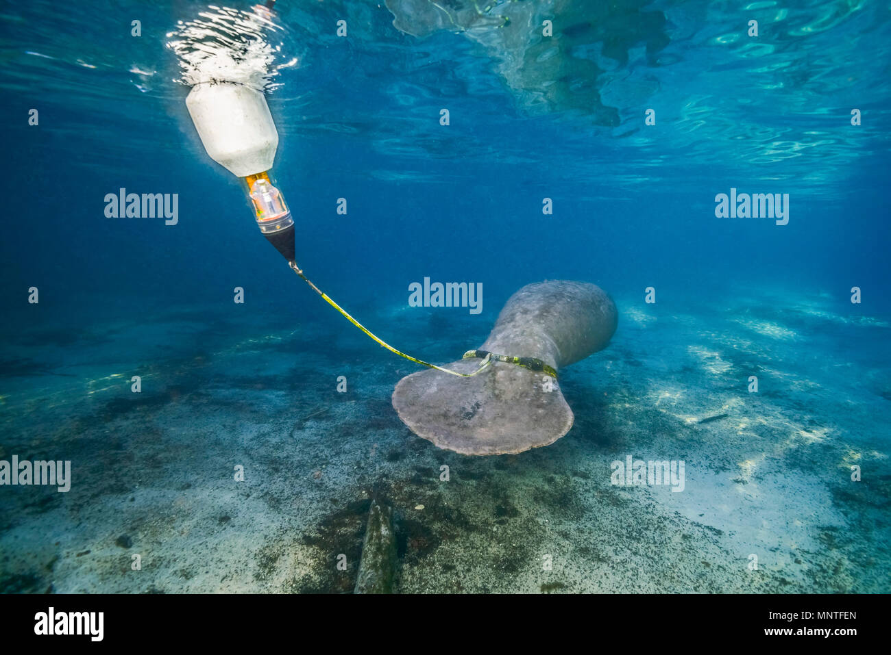 Florida manatee, Trichechus manatus latirostris, a subspecies of West Indian manatee, with a floating radio-tag, which may contain a GPS unit, a satel Stock Photo